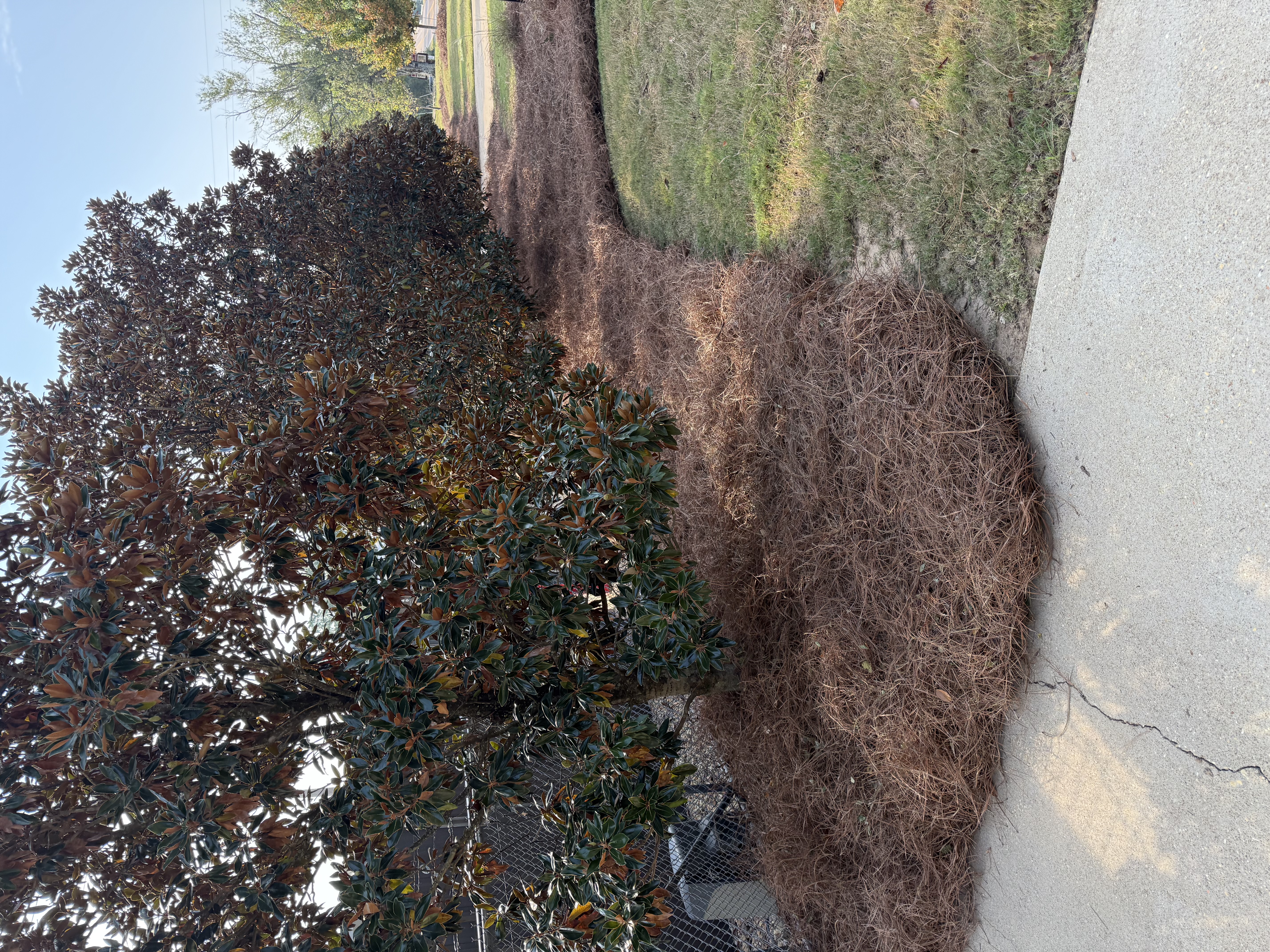 Pine Straw & Mulching Background