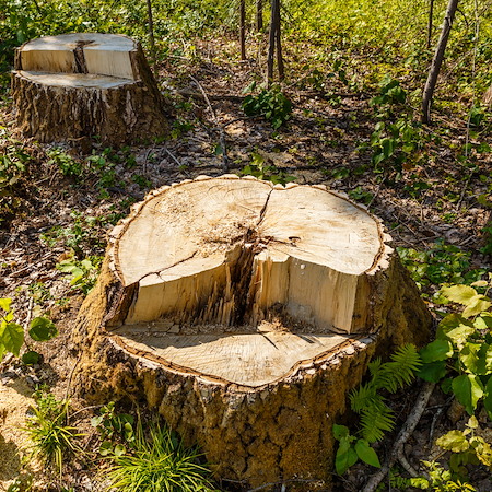 Stump Grinding
